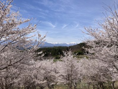 🍎出展市町村一覧🍎